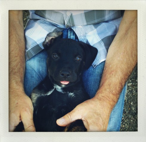 I love this shot. We went to visit him at 8 weeks, before we took him home.